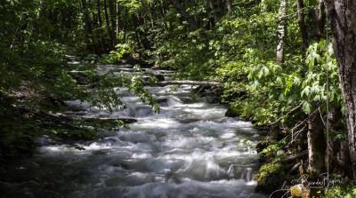 Boulder Creek in SPring