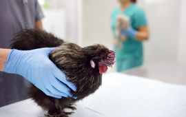 medical professional holding a chicken on an exam table