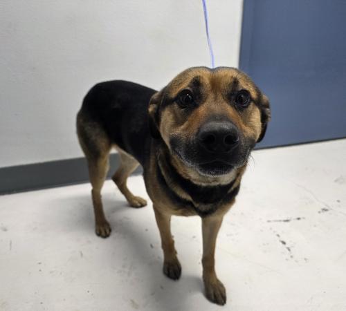 black and tan male shepherd type dog