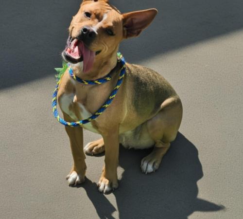 female spayed dog for adoption, brown dark nose medium size