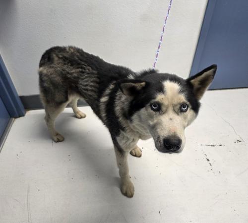 Grey and White male husky