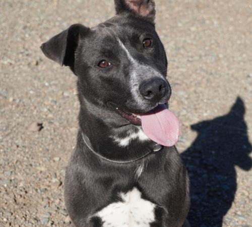 grey and white cattle dog