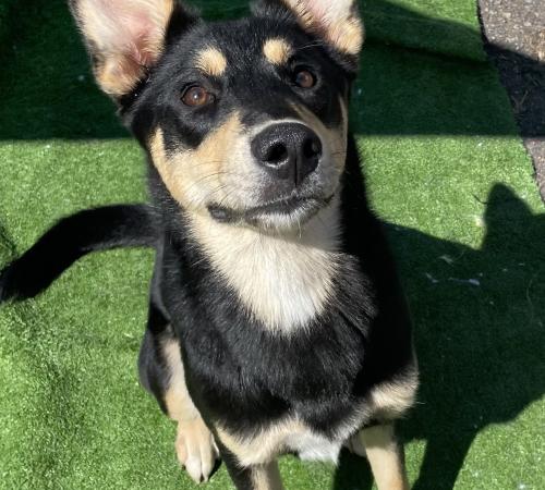 Female Kelpie dog spayed, 1 year old, black and tan, medium size, high energy