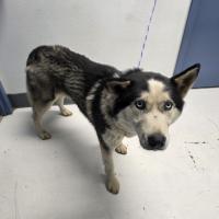 Grey and White male husky