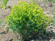 Leafy Surge a noxious weed 
