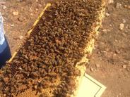 A frame from a super covered with bees