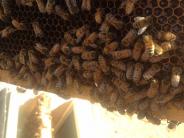 A closeup of bees on a frame