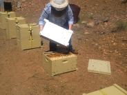 A Beekeeper working with her bees, adding a super