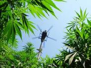 Working eradication effort via helicopter 