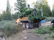 Marijuana Reradication 2018 in Shasta Forest Subdivision