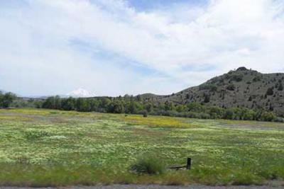 field taken over by Dyer's Woad (Marlahan Mustard) and Hoary Cress