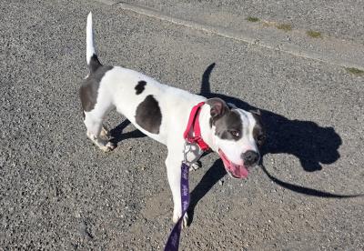 White and grey female American Staffordshire Terrier
