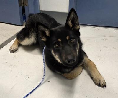 Black and tan female shepherd dog
