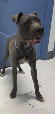 Grey female pitbull terrier