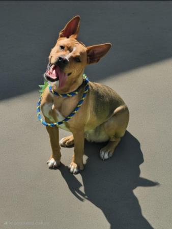 female spayed dog for adoption, brown dark nose medium size