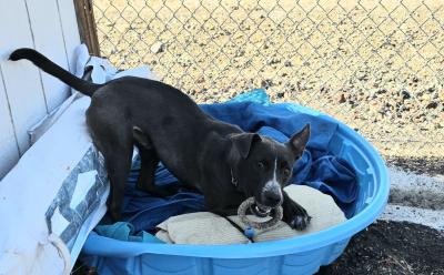 Dante, a neutered male American Pitbull Terrier that is grey in color