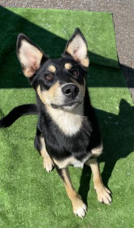 Female Kelpie dog spayed, 1 year old, black and tan, medium size, high energy