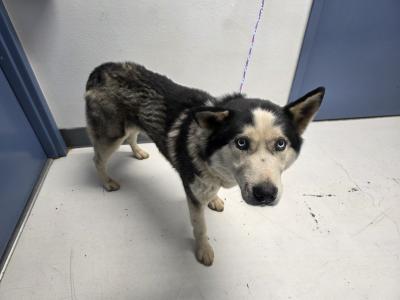 Black and white male husky