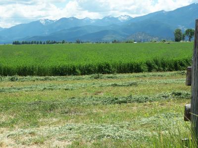 Haying in Scott Valley Photo
