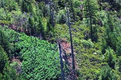 Marijuana eradication on public land via helicopter