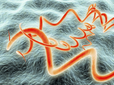 syphilis bacteria