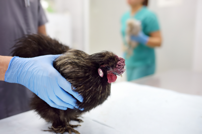 medical professional holding a chicken on an exam table
