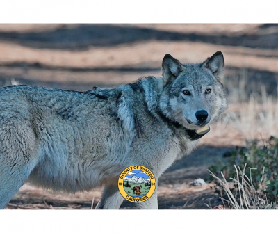 CDFW Wolf Website