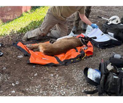 Mountain Lion Capture