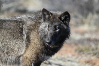 Grey Wolf Delisting
