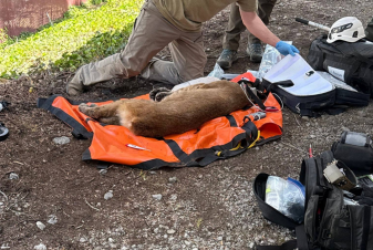 Mountain Lion Capture